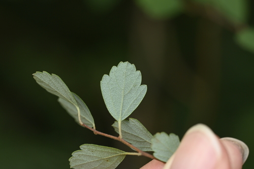 Spiraea blumei, photograph 1