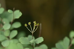 Spiraea blumei, photograph (c) 曾昱承 Yu-Cheng Zeng, some rights reserved (CC BY)