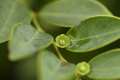 Breynia fruticosa observed 2026-06-19