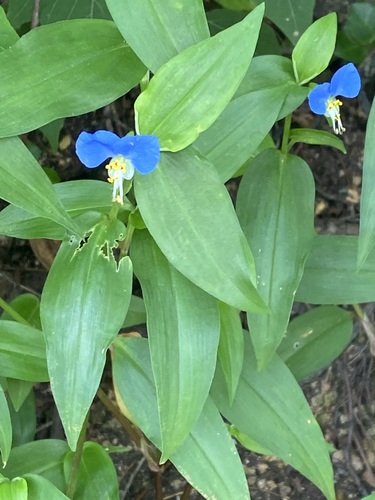 Asiatic dayflower