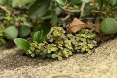Sedum makinoi