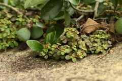 Sedum makinoi, photograph (c) 曾昱承 Yu-Cheng Zeng, some rights reserved (CC BY)