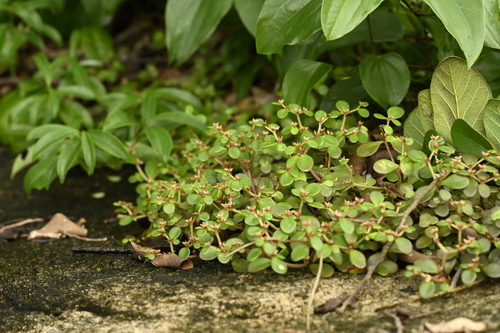 Sedum makinoi, photograph 2