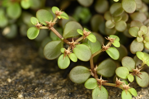 Sedum makinoi, photograph 3