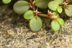 Sedum makinoi, photograph (c) 曾昱承 Yu-Cheng Zeng, some rights reserved (CC BY)