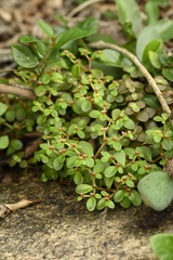 Sedum makinoi, photograph (c) 曾昱承 Yu-Cheng Zeng, some rights reserved (CC BY)