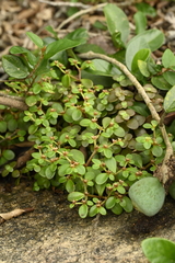 Sedum makinoi, photograph (c) 曾昱承 Yu-Cheng Zeng, some rights reserved (CC BY)