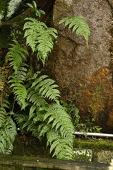 Dryopteris championii, photograph (c) 曾昱承 Yu-Cheng Zeng, some rights reserved (CC BY)