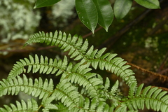 Dryopteris championii, photograph (c) 曾昱承 Yu-Cheng Zeng, some rights reserved (CC BY)