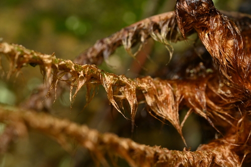 Dryopteris championii, photograph 4