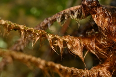 Dryopteris championii, photograph (c) 曾昱承 Yu-Cheng Zeng, some rights reserved (CC BY)