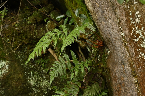 Dryopteris championii, photograph 5