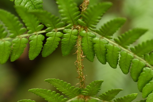 Dryopteris championii, photograph 6