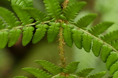 Dryopteris championii, photograph (c) 曾昱承 Yu-Cheng Zeng, some rights reserved (CC BY)