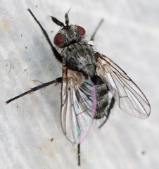 Triarthria setipennis