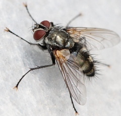 Thelaira nigripes