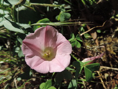 Calystegia purpurata