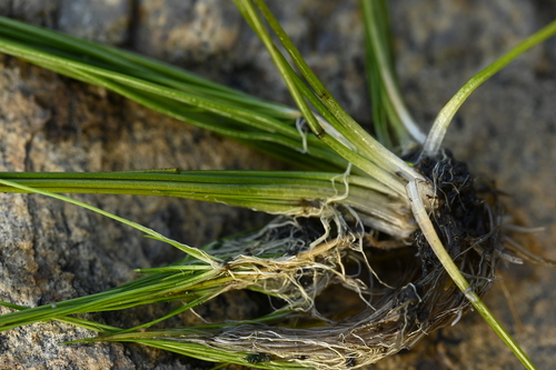 Isoetes taiwanensis, photograph 2