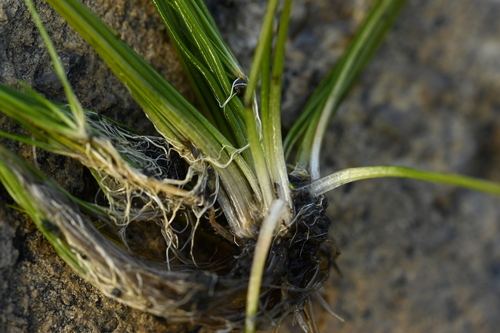 Isoetes taiwanensis, photograph 1
