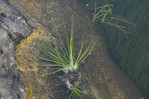 Isoetes taiwanensis