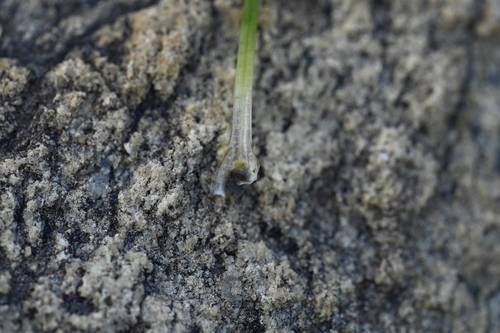 Isoetes taiwanensis, photograph 3
