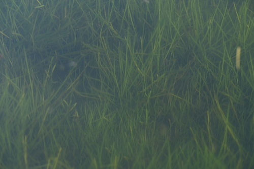 Isoetes taiwanensis, photograph 4