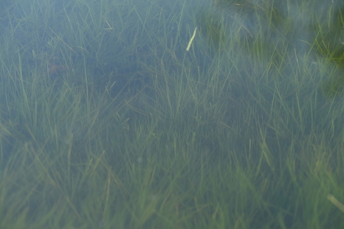Isoetes taiwanensis, photograph 5