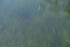 Isoetes taiwanensis, photograph (c) 曾昱承 Yu-Cheng Zeng, some rights reserved (CC BY)