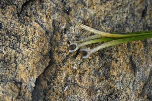 Isoetes taiwanensis, photograph 6