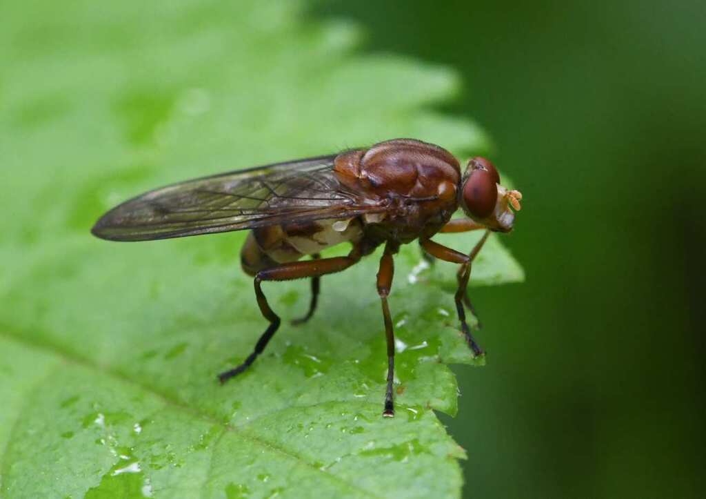 Brachyopa vittata