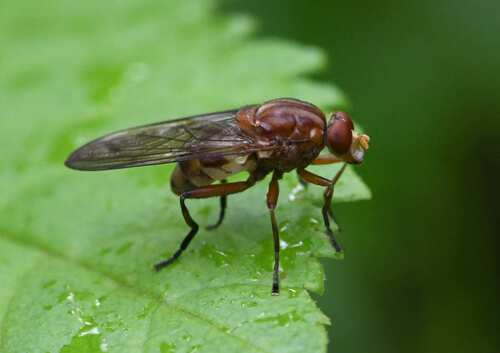 Brachyopa vittata