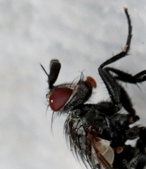 Triarthria setipennis