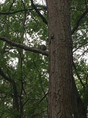 Sciurus carolinensis