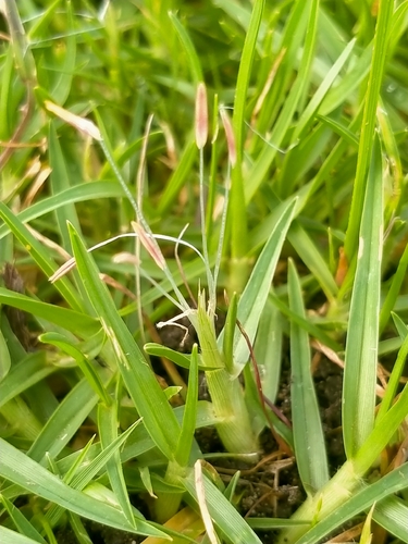 Kikuyu Grass