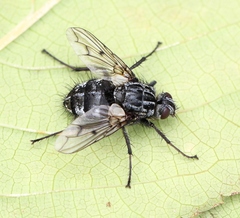 Trixa conspersa