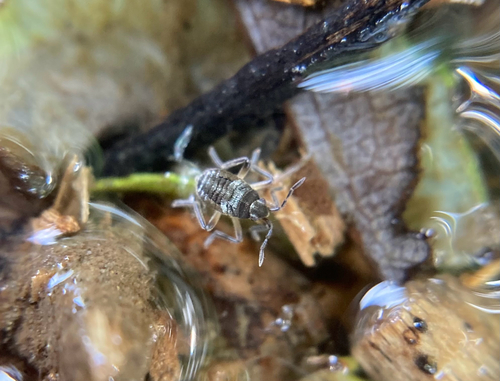 Pseudovelia, 2026-06-23