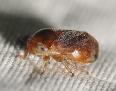 Clastoptera testacea