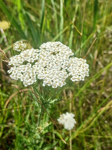 Achillea pannonica, photograph 6