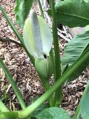Syngonium erythrophyllum