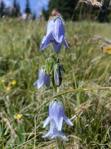 Campanula barbata (Campanula barbata)