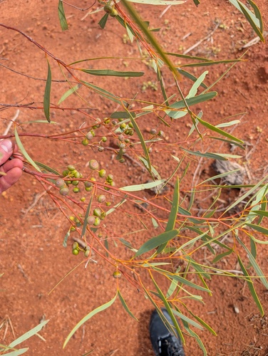 Eucalyptus leptopoda, 2026-06-13