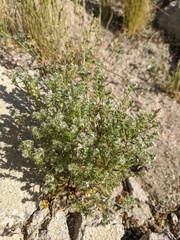 Cryptantha maritima