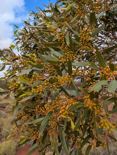 Eucalyptus concinna, 2026-06-13