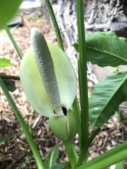 Syngonium erythrophyllum