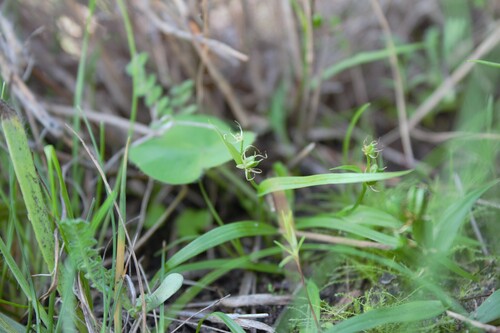 Wurmbea glassii (Wurmbea glassii)