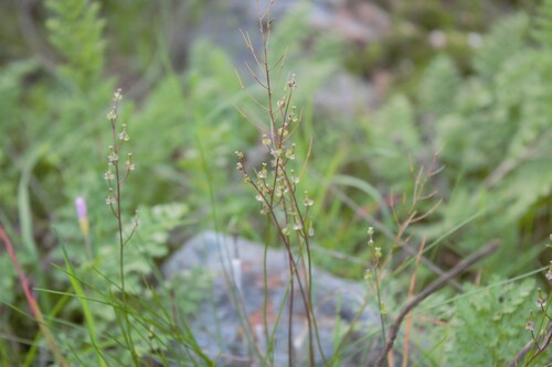 Triglochin bulbosa