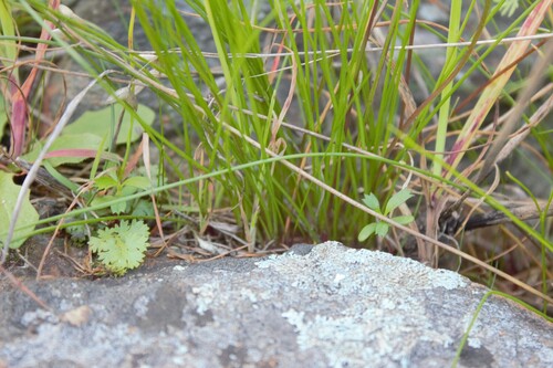 Triglochin bulbosa, photograph 1