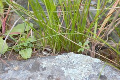 Triglochin bulbosa, photograph author not stated, no rights reserved