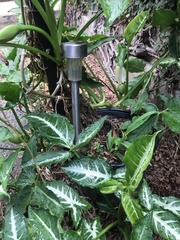 Syngonium erythrophyllum