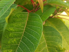 Euphorbia pulcherrima